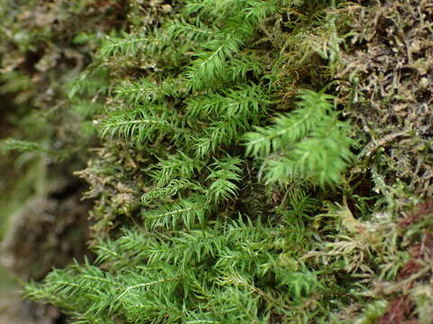 Image of Lescur's bartramiopsis moss