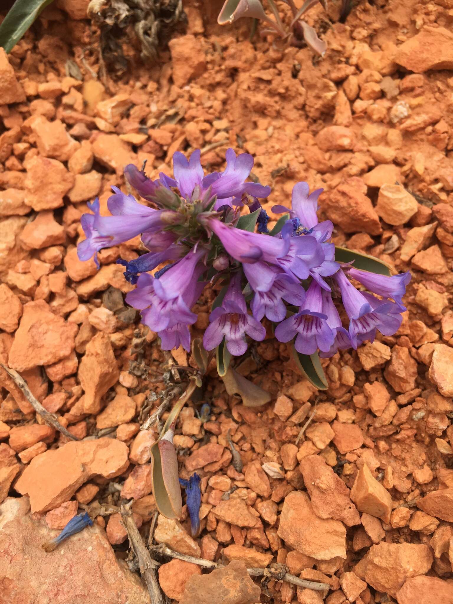 Image of Red Canyon beardtongue