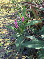 Sivun Persicaria amphibia var. emersa (Michx.) J. C. Hickman kuva