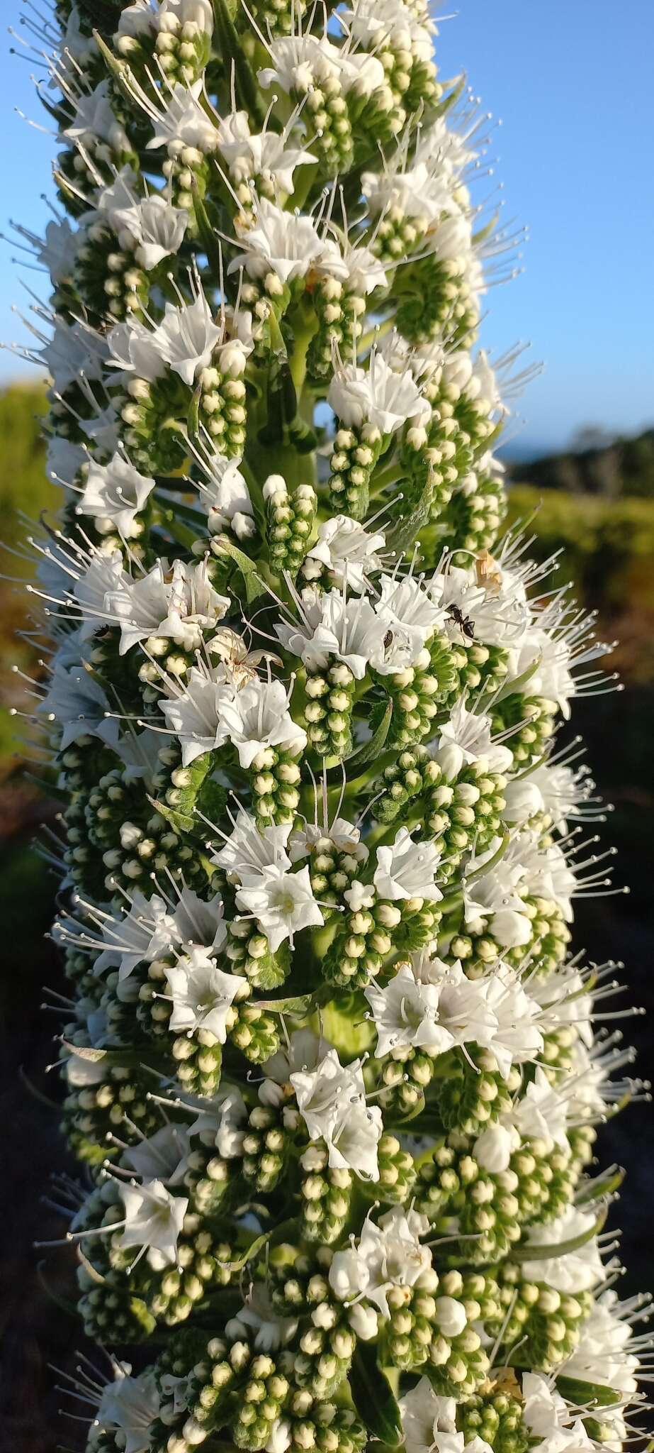 Слика од Echium simplex DC.