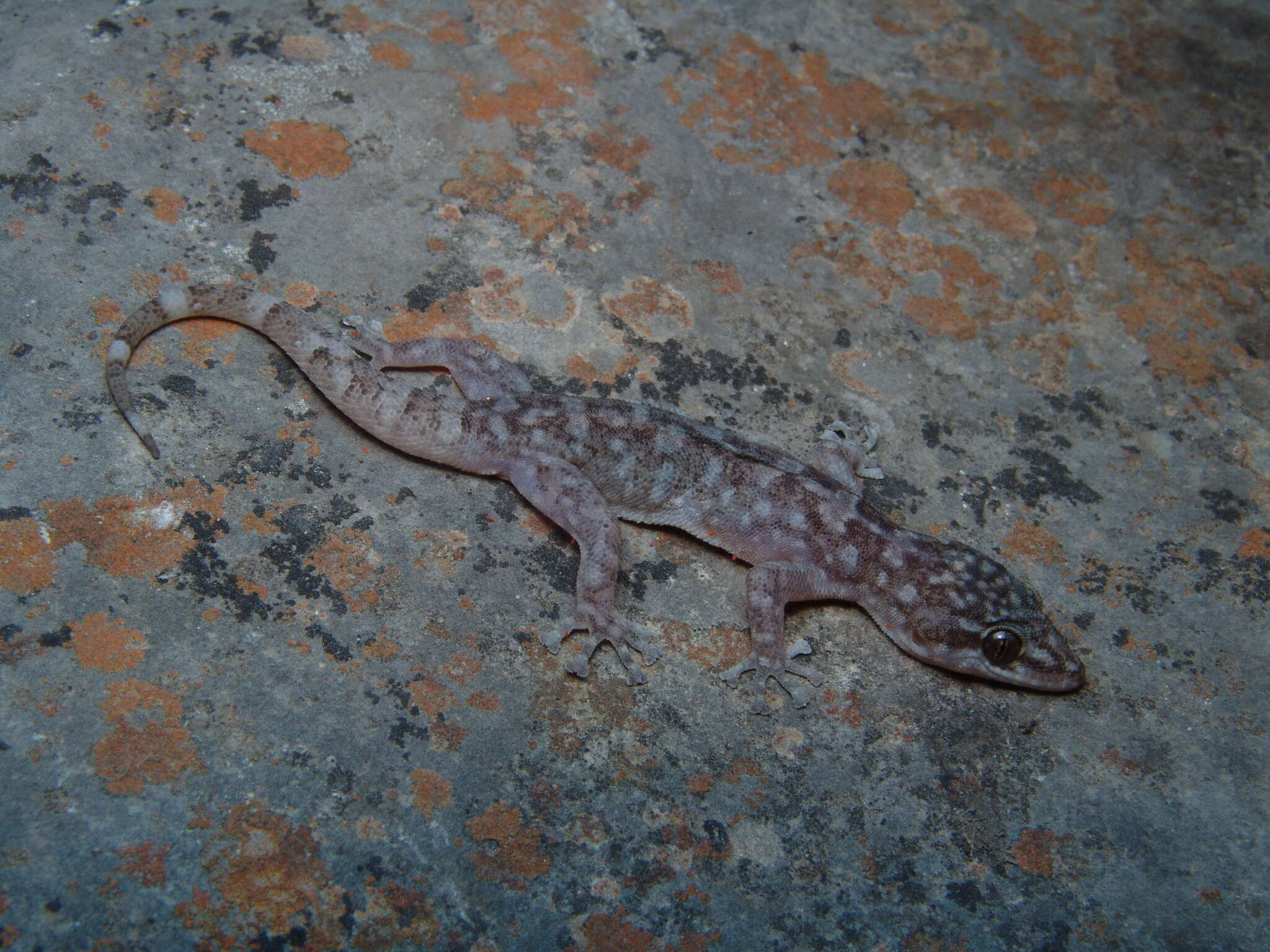 Phyllodactylus paucituberculatus Dixon 1960 resmi