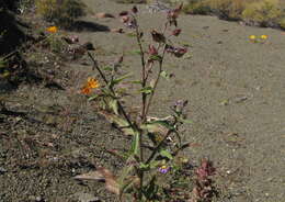 Image de Trichodesma africanum (L.) R. Br.