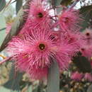 Image de Eucalyptus sideroxylon subsp. sideroxylon