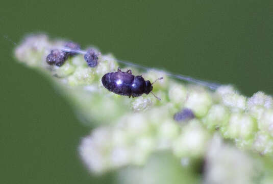 Image of Nettle Pollen Beetle