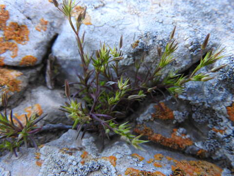 Image of Sabulina mediterranea (Link) Rchb.