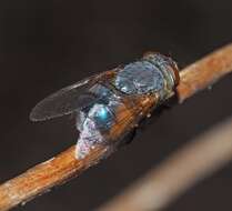 Image of Bluebodied Blowfly