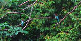 Image of Blue-throated Bee-eater