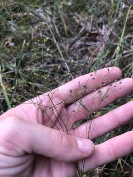 Image of Houstonia longifolia var. tenuifolia (Nutt.) Alph. Wood