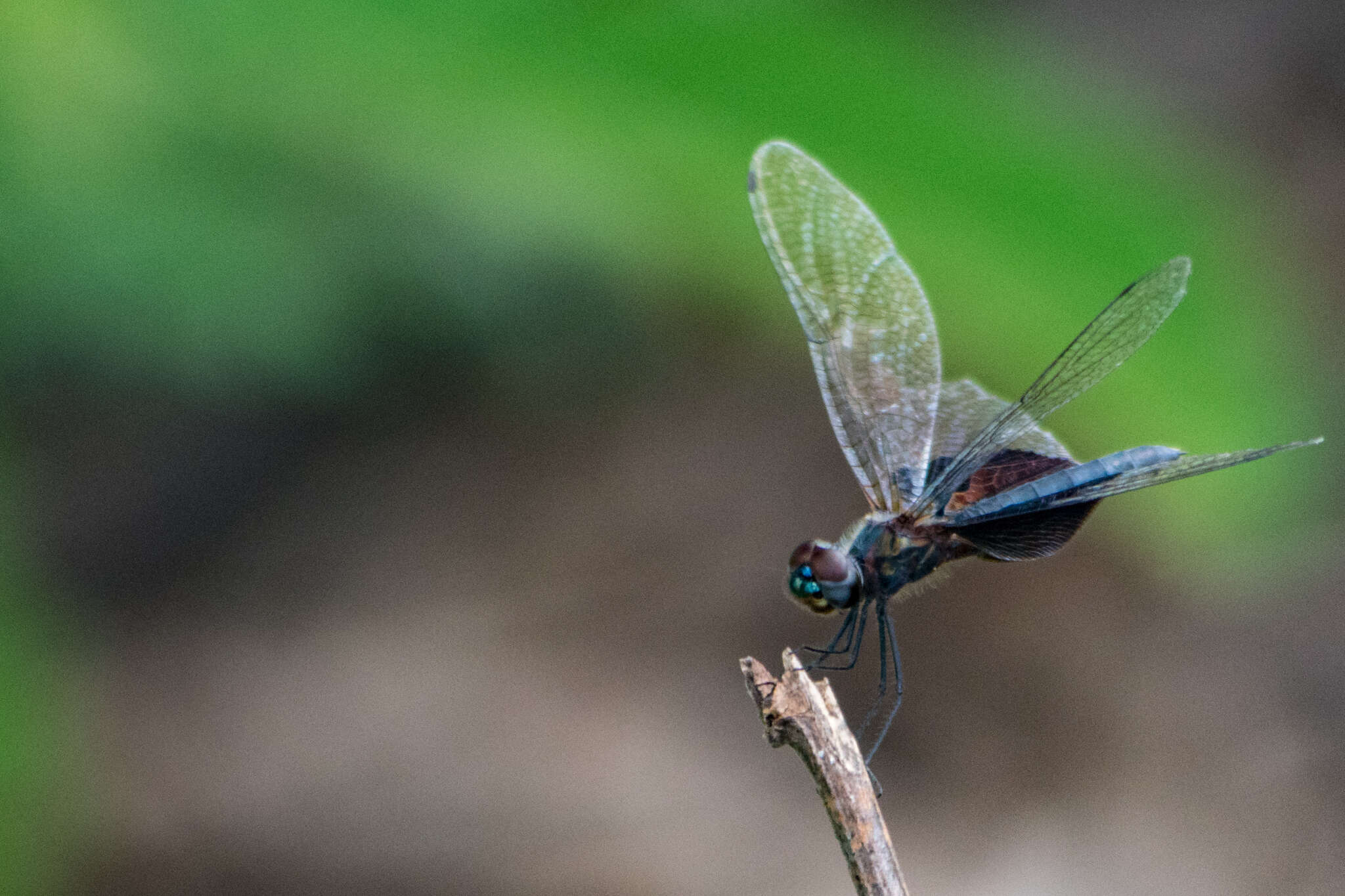 Image of Phantom Flutterer