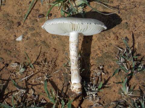 Слика од Saproamanita prairiicola (Peck) Redhead, Vizzini, Drehmel & Contu 2016