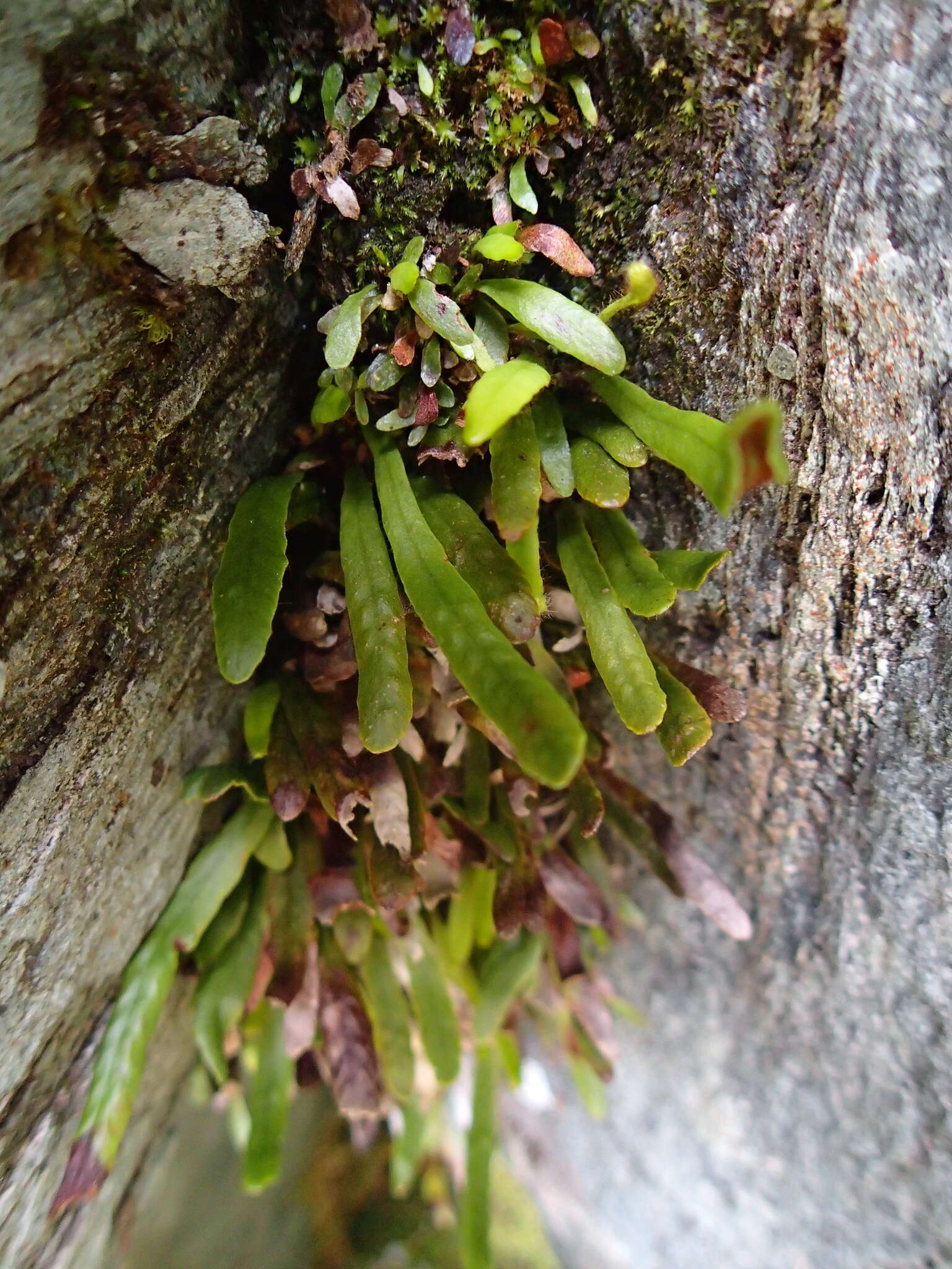 Image de Notogrammitis givenii (Parris) Parris