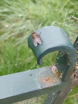 Image of Tufted cluster fly