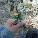 Image of Stevia subpubescens Lag.