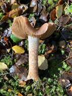 Image of Cortinarius alboroseus (R. Heim) Peintner, E. Horak, M. M. Moser & Vilgalys 2002