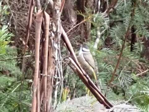 Image of Strong-billed Honeyeater