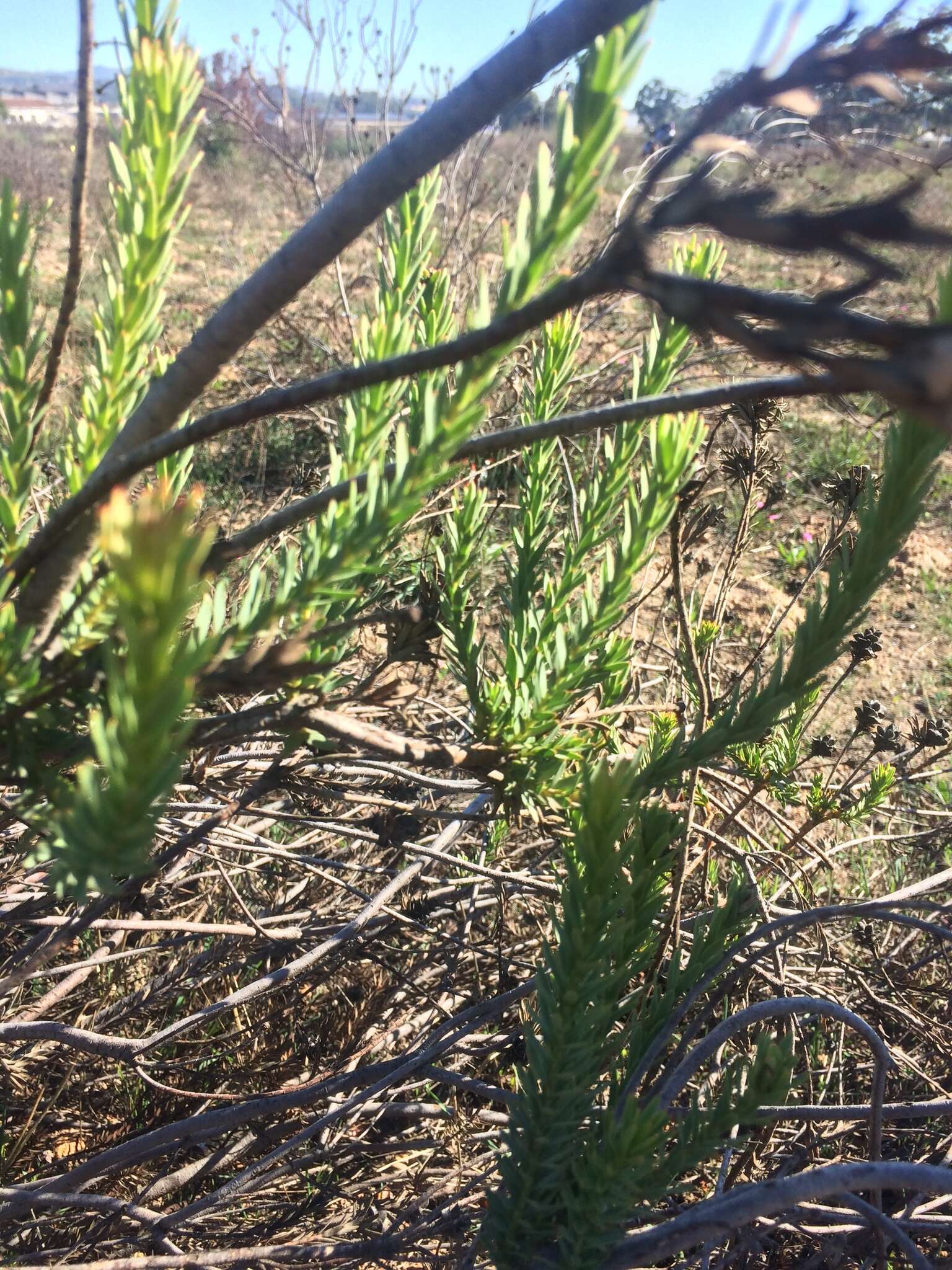 Image of <i>Leucadendron <i>lanigerum</i></i> var. lanigerum