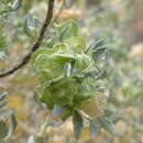 Image of Atriplex lindleyi subsp. inflata (F. Müll.) Paul G. Wilson