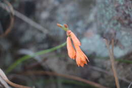 Image of Watsonia bachmannii L. Bolus