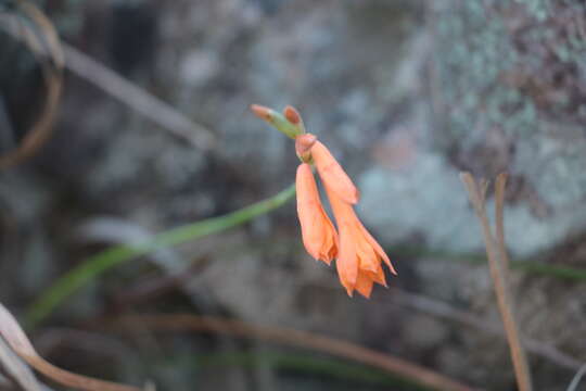 صورة Watsonia bachmannii L. Bolus