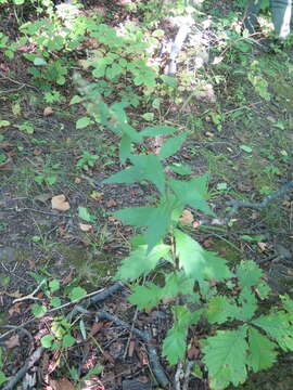 Image of Artemisia stolonifera (Maxim.) Kom.