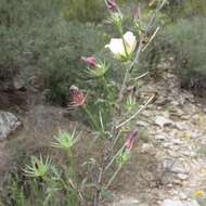 Image of desert rosemallow