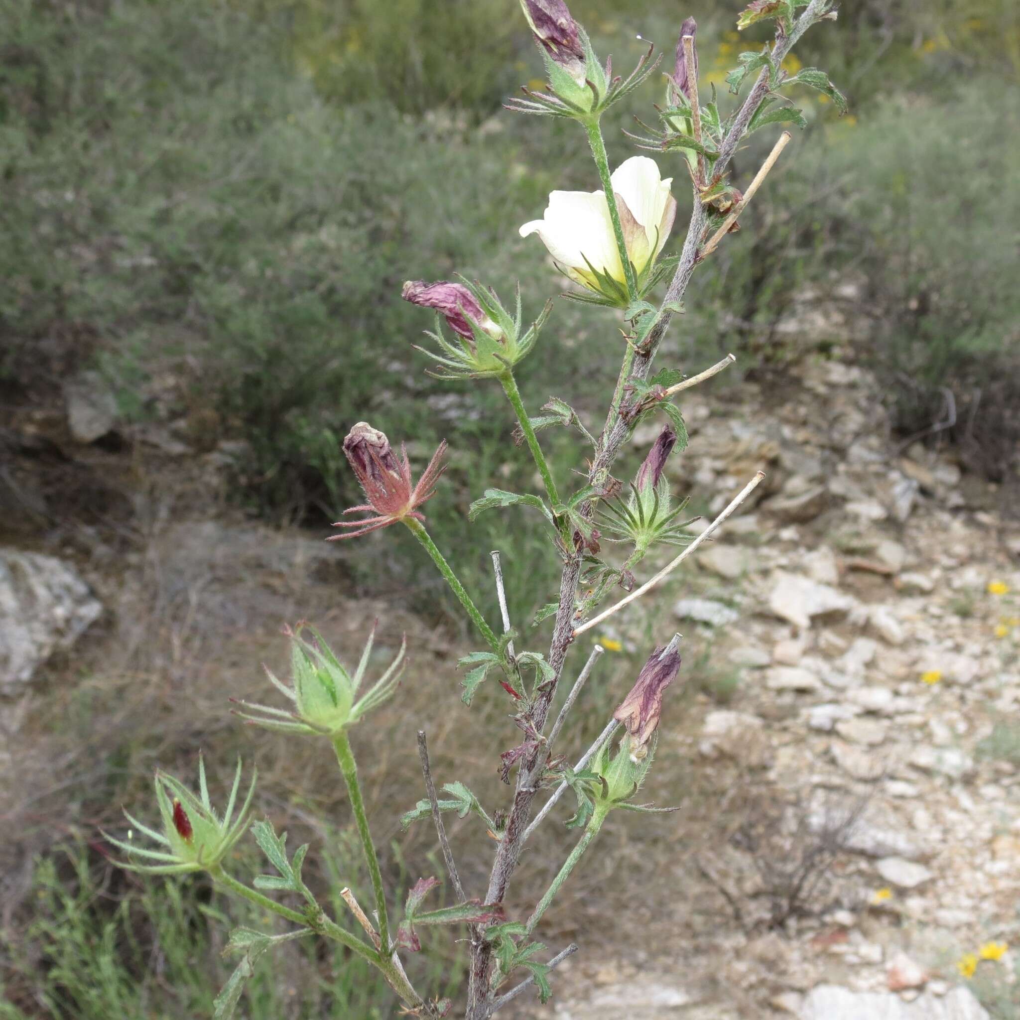 Image of desert rosemallow