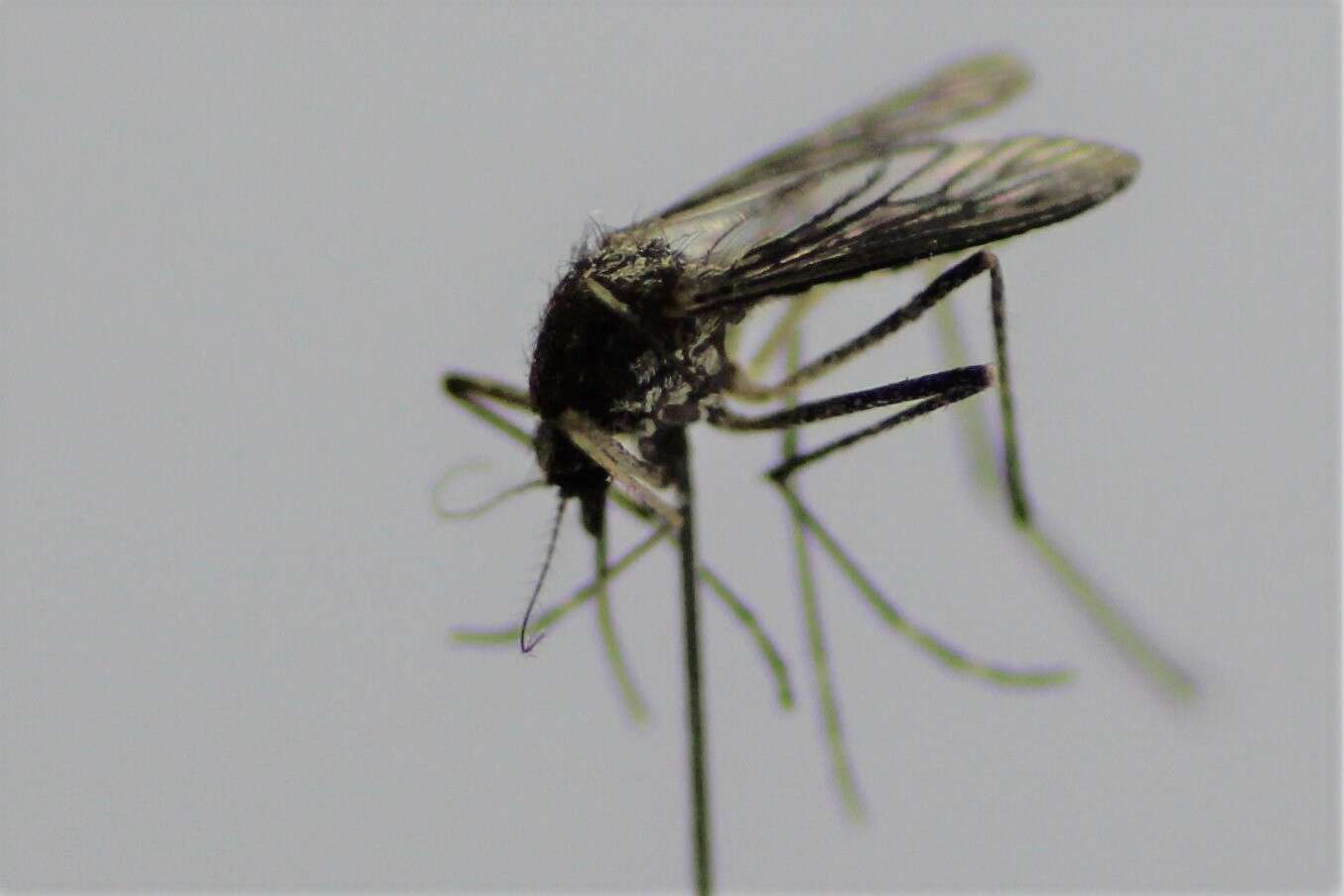 صورة Aedes camptorhynchus (Thomson 1869)