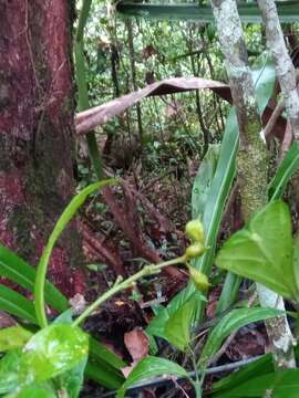 Plancia ëd Rinorea bullata H. Perrier