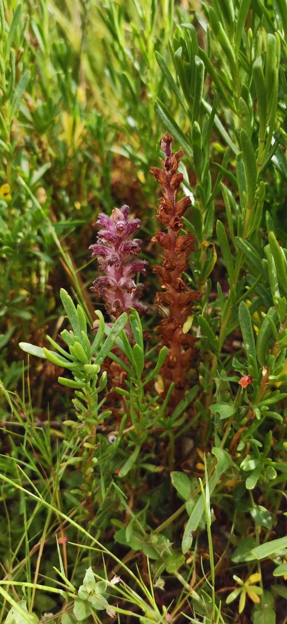 Image of Orobanche pubescens Dum.-Urville