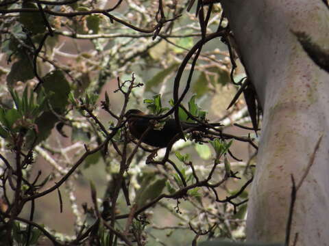 Image of Rufous-collared Robin