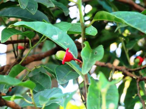 Image of Heisteria acuminata (Humboldt & Bonpland) Engler