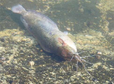 Clarias fuscus (Lacepède 1803) resmi