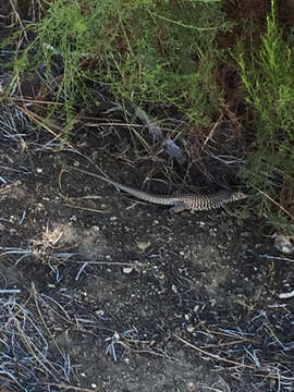 Image of Tiger Whiptail