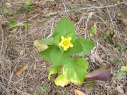 Image of yellow ‘ilima