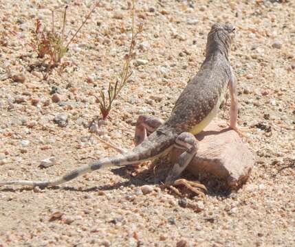 Image of Zebratail lizards