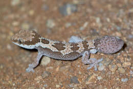 Image of Rough Thick-toed Gecko