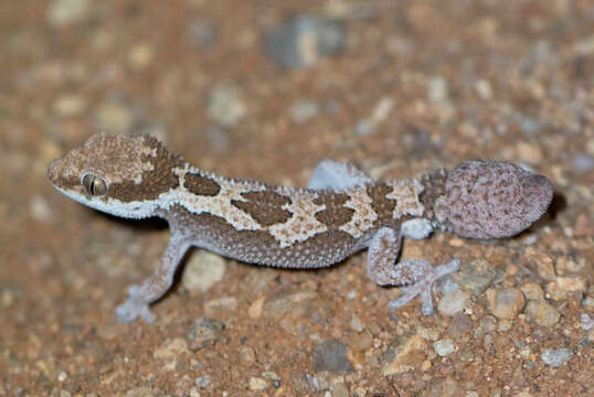 Image of Rough Thick-toed Gecko