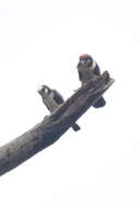 Image of Bornean Falconet