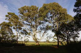 Слика од Eucalyptus camaldulensis subsp. camaldulensis