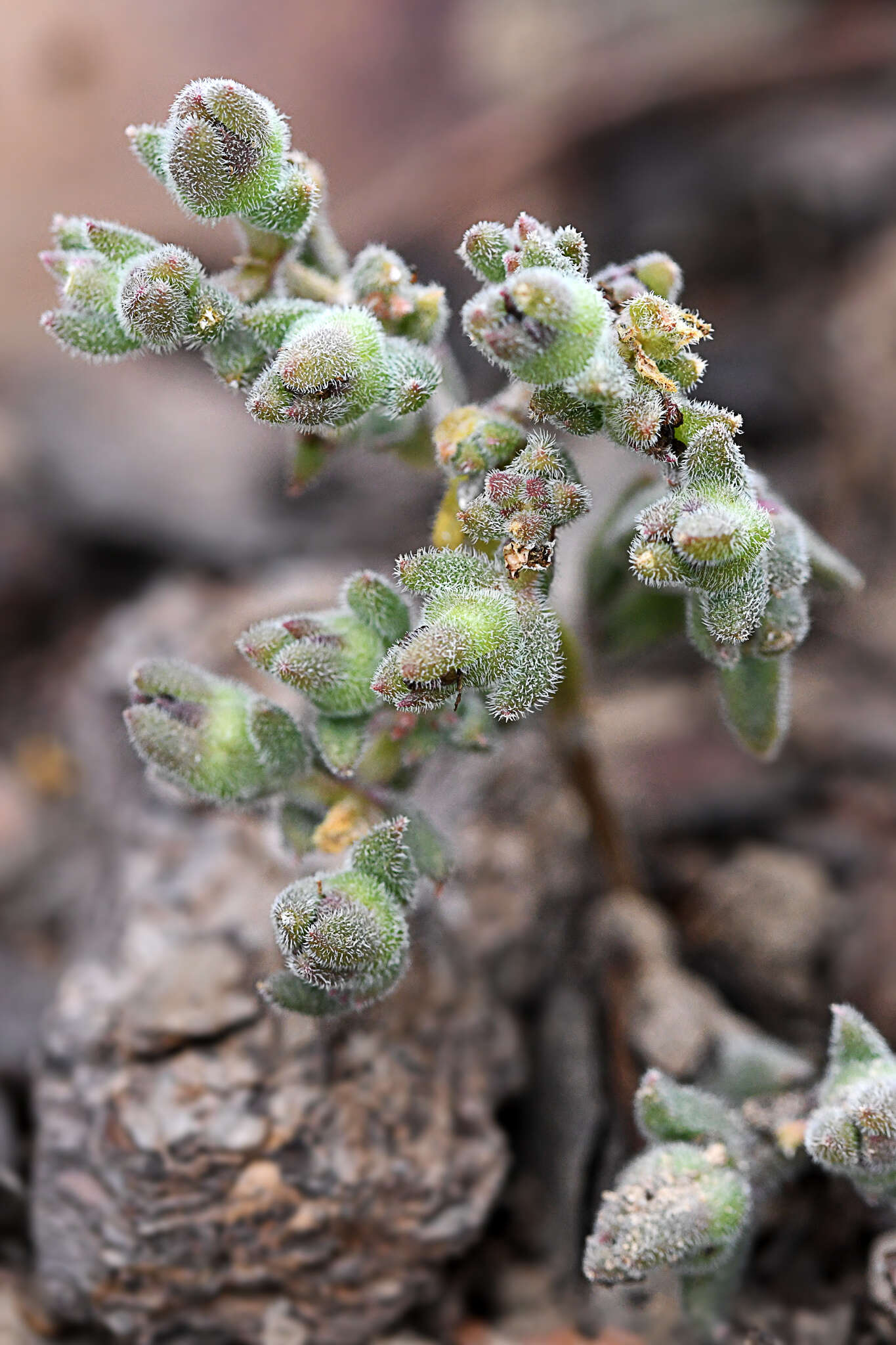 Imagem de Delosperma brunnthaleri (A. Berger) Schwant. ex Jacobsen