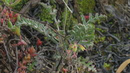 Image of Pelargonium laxum (Sweet) G. Don