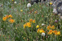 Image of fuscate groundsel