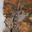 Sivun Cyrtodactylus soba Batuwita & Bahir 2005 kuva