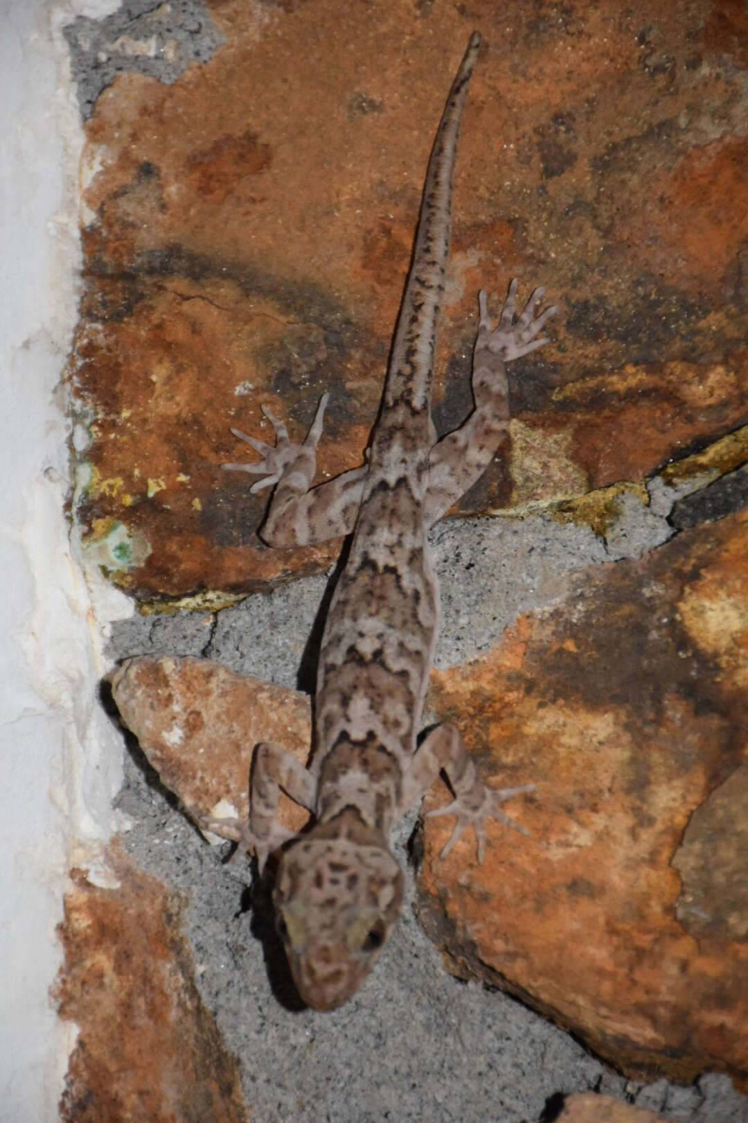 Image of Dumbara bent toed gecko
