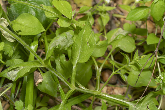 Image of Stellaria cupaniana (Jordan & Fourr.) Beguinot