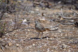 Image of Drymodes Gould 1841