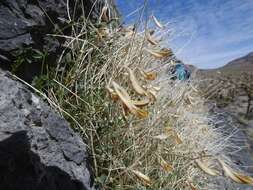 Image of Ackerman's milkvetch