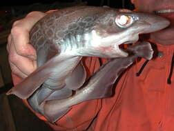 Image of Blackmouth Catshark