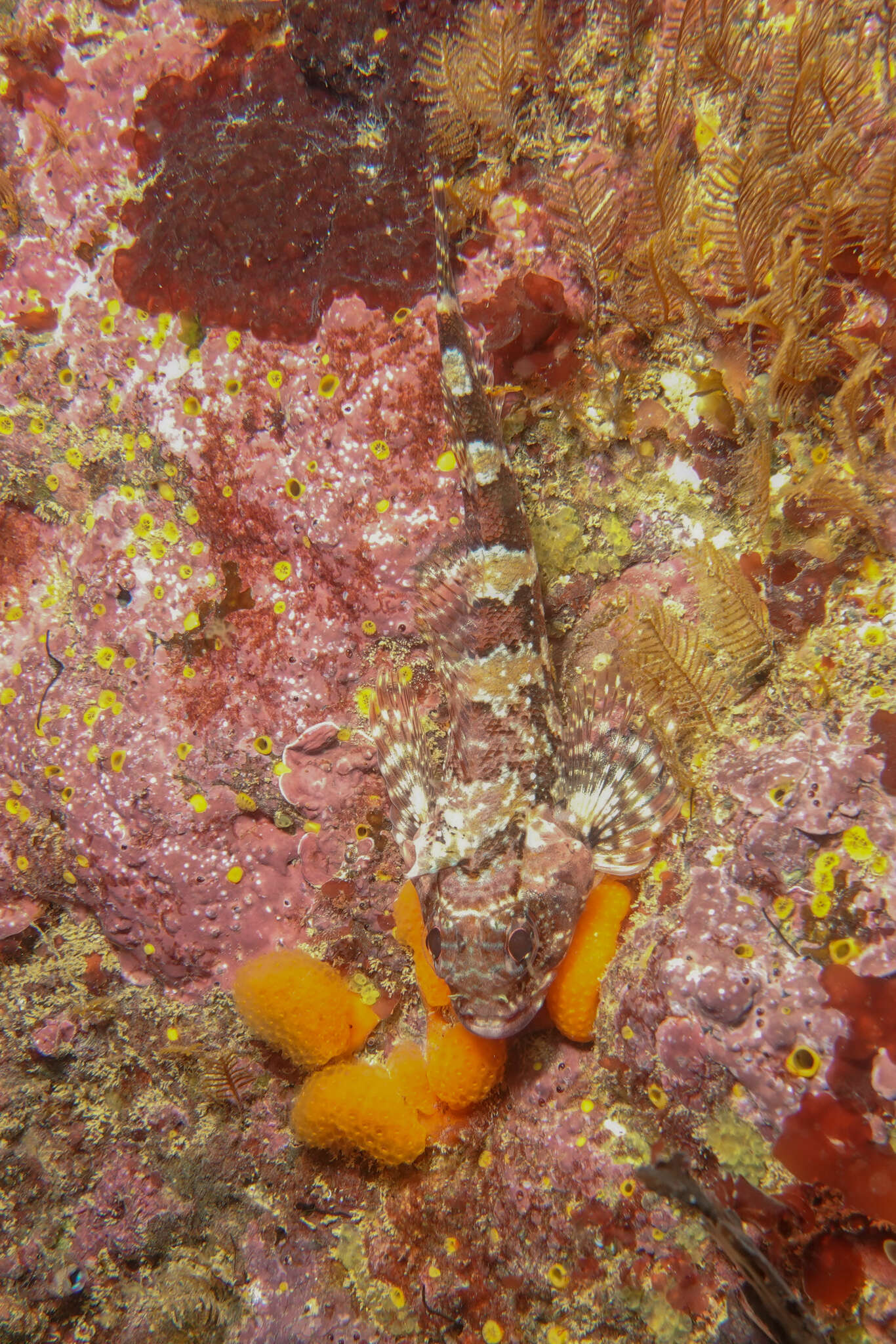 Image of New Zealand Scaly-headed Triplefin