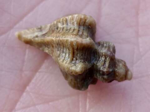 Image of Dim Rocksnail